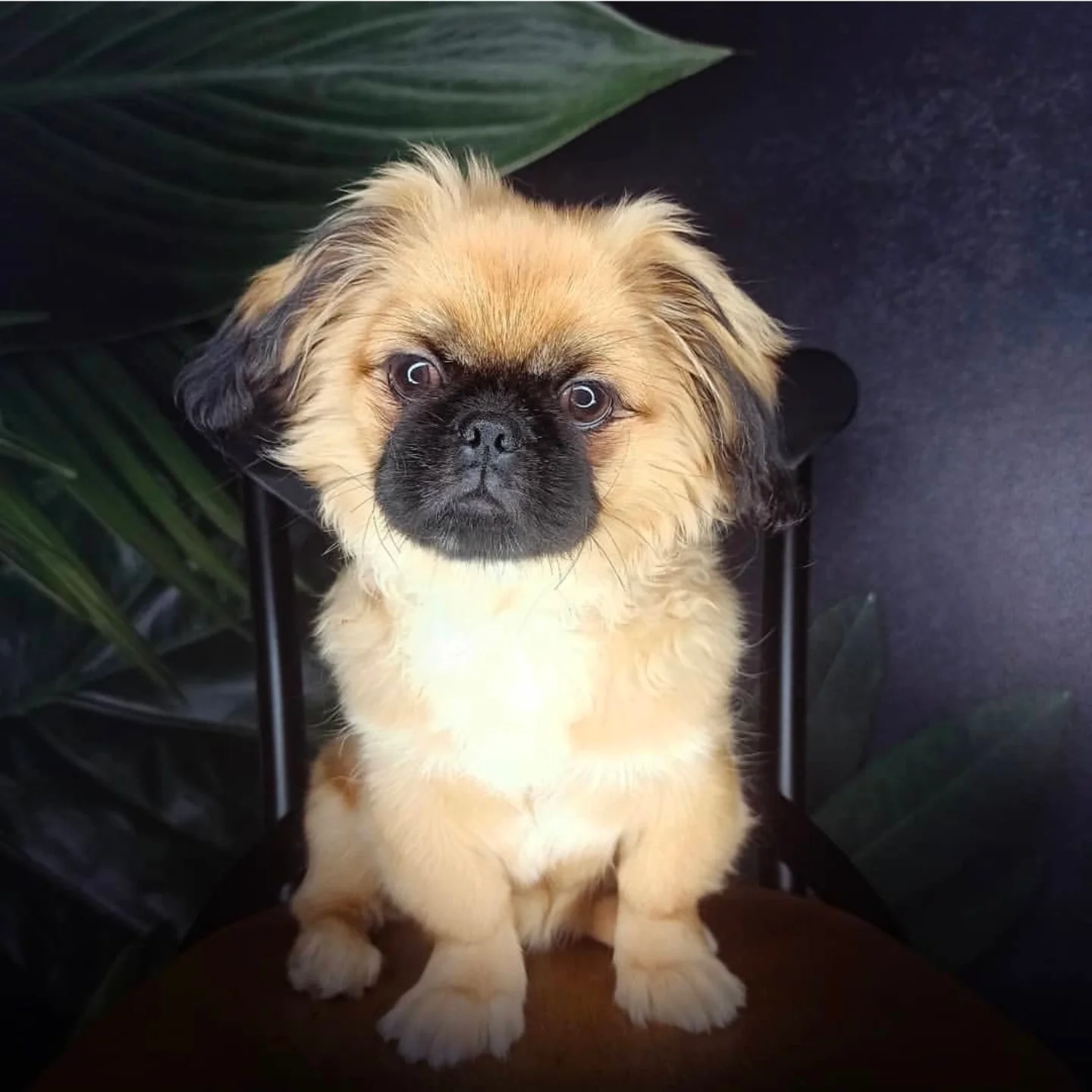 Instagram agence de communication Tunisie